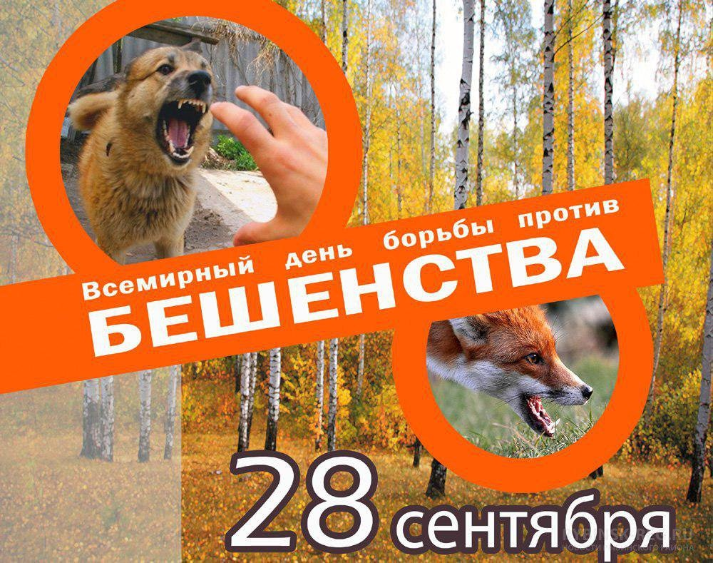 Внимание, бешенство! Как уберечься от заболевания?